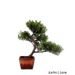 Luso Bonsai Ilex Crenata Bonsai de 17 anos - 55031CA