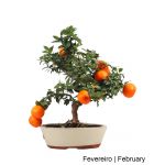 Luso Bonsai Citrus Myrtifolia Bonsai de 19 anos - 54036