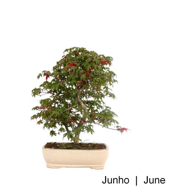 image_thumbnail