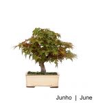 Luso Bonsai Acer Palmatum Deshojo Bonsai de 23 anos - 51746B
