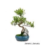 Luso Bonsai Syzigium Bonsai de 7 anos - 57506