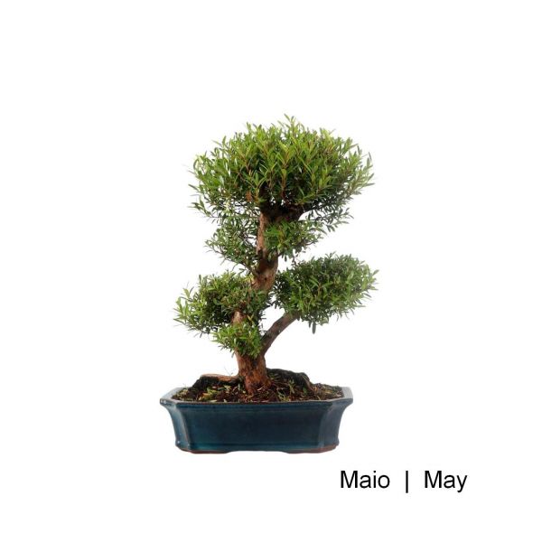 image_thumbnail