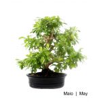 Luso Bonsai Durantha Repens Bonsai de 29 anos - 56152C