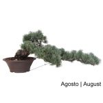 Luso Bonsai Pinheiro Pentaphylla Bonsai de 50 anos - 51966A