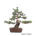 Luso Bonsai Pinheiro Pentaphylla Bonsai de 1970 - 99053