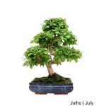 Luso Bonsai Ligustrum Bonsai de 17 Anos - 69129