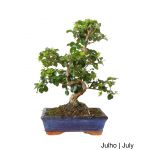 Luso Bonsai Ligustrum Bonsai de 10 Anos - 69116