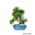 Luso Bonsai Carmona Macrophyla Bonsai de 9 anos - 66512