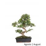 Luso Bonsai Carmona Macrophyla Bonsai de 17 Anos - 66129