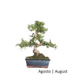 Luso Bonsai Carmona Macrophyla Bonsai de 8 Anos - 66110