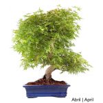 Luso Bonsai Acer Palmatum SPP Bonsai de 35 anos - 63758B