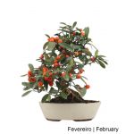 Luso Bonsai Citrus Kinzu Bonsai de 20 anos - 61841