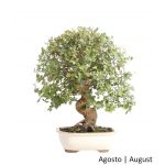 Luso Bonsai Sobreiro Bonsai de 29 anos - 61352D