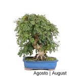 Luso Bonsai Fraxinus Bonsai de 31 anos - 60554B