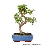 Luso Bonsai Portulacaria Bonsai de 10 anos - 60116