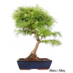 Luso Bonsai Pseudolarix Bonsai de 17 anos - 56631