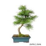 Luso Bonsai Pseudolarix Bonsai de 12 anos - 56618