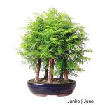 Luso Bonsai Metasequoia Bonsai de 12 anos - 56218FL