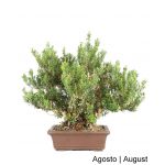 Luso Bonsai Buxus Harlandii Bonsai de 33 anos - 55356B