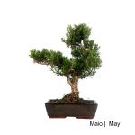 Luso Bonsai Buxus Harlandii Bonsai de 19 anos - 55336