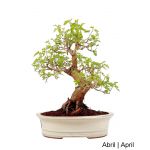Luso Bonsai Amoreira Bonsai de 27 anos - 54150I