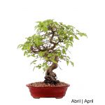 Luso Bonsai Carpinus Bonsai de 27 anos - 53450B