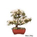 Luso Bonsai Azalea Bonsai de 36 anos - 53359D