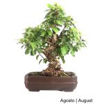 Luso Bonsai Macieira "Everest" Bonsai de 40 anos - 53262C