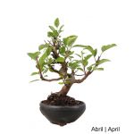 Luso Bonsai Macieira "Everest" Bonsai de 20 anos - 53240B