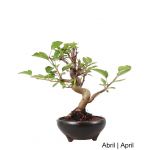 Luso Bonsai Macieira "Everest" Bonsai de 20 anos - 53240A