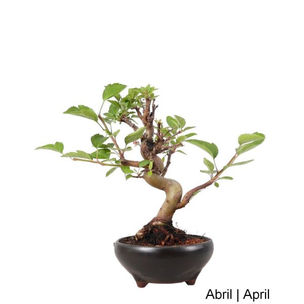 image_thumbnail