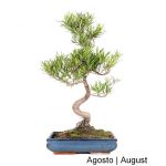 Luso Bonsai Podocarpus Bonsai de 21 anos - 52643A