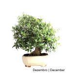Luso Bonsai Oliveira Bonsai de 23 anos - 52046