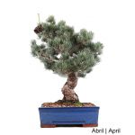 Luso Bonsai Pinheiro Pentaphylla Bonsai de 47 anos - 51964A