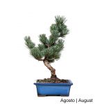 Luso Bonsai Pinheiro Pentaphylla Bonsai de 19 anos - 51936N