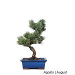 Luso Bonsai Pinheiro Pentaphylla Bonsai de 19 anos - 51936L