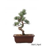 Luso Bonsai Pinheiro Pentaphylla Bonsai de 19 anos - 51936HH