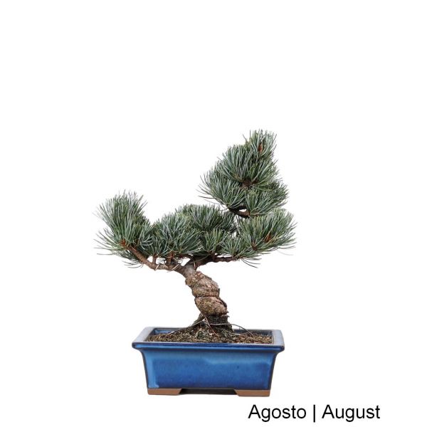 image_thumbnail