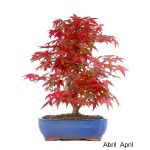Luso Bonsai Acer Palmatum Deshojo Bonsai de 30 anos - 51753C