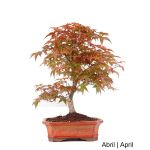 Luso Bonsai Acer Palmatum Deshojo Bonsai de 29 anos - 51752A