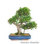 Luso Bonsai Ficus Tiger Bark Bonsai de 19 Anos - 51536