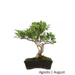 Luso Bonsai Ficus Tiger Bark Bonsai de 10 Anos - 51516