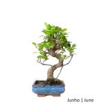 Luso Bonsai Ficus Tiger Bark Bonsai de 6 Anos - 51505