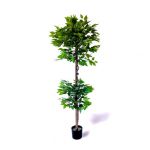 Oliivo Ficus 180cm 2 copas