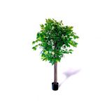 Oliivo Ficus 160cm