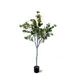 Oliivo Eucalyptus 160cm