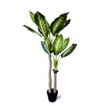 Oliivo Dracena Sanderiana 140cm