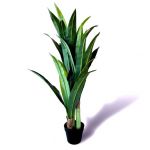 Oliivo Dracena fragrans 120cm