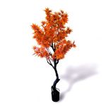 Oliivo Acer 160cm