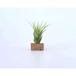Life in a Bag Ionantha Scaposa 50g